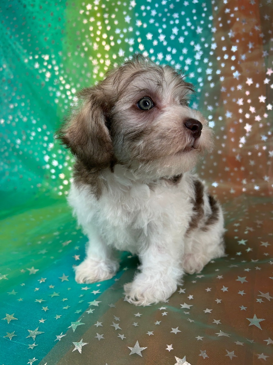 Female Miniature Schnoodle Pup for Sale $1200 DOB 2024-6-4